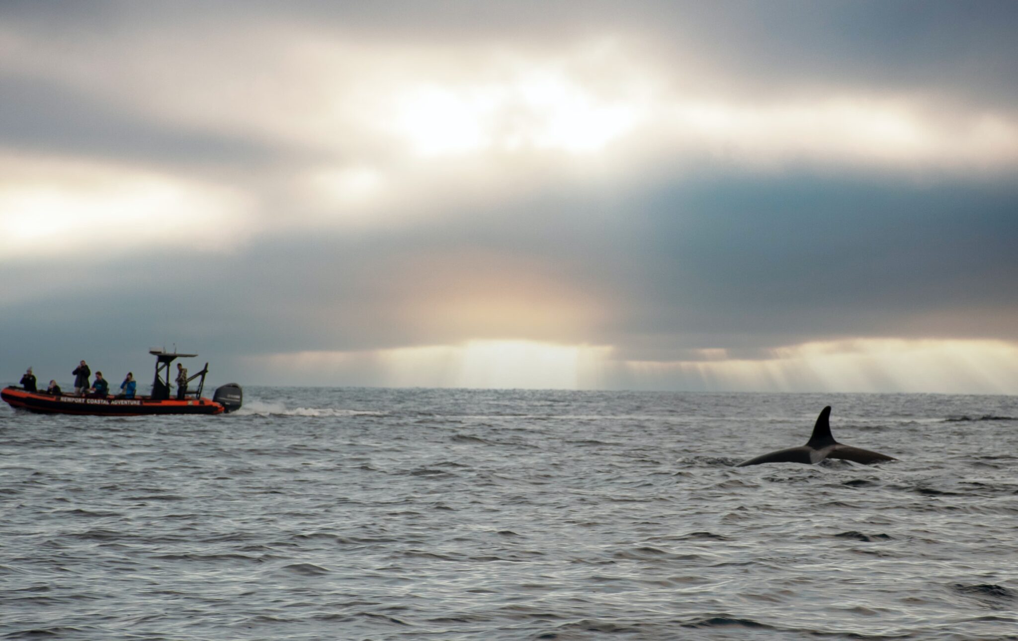 11 Best Places for Killer Whale Watching in Washington State Uprooted