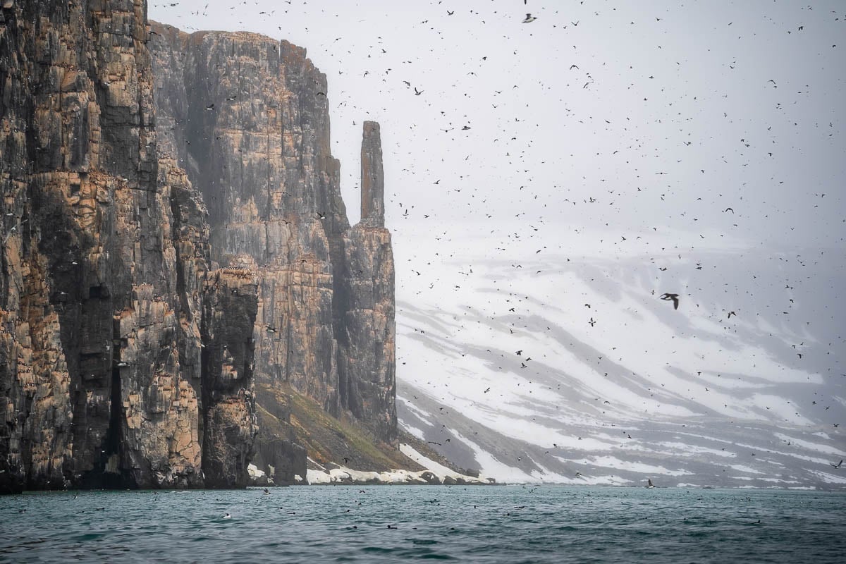 Thousands of birds flying at Alkefjellet in Svalbard, Norway