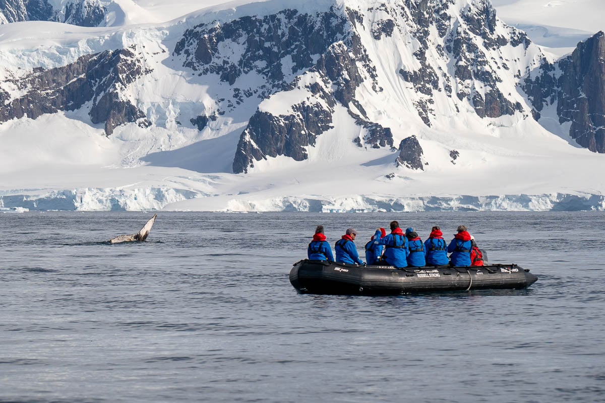 Zodiac boat with humpback whale diving nearby with snowy mountains in the background in Antarctica