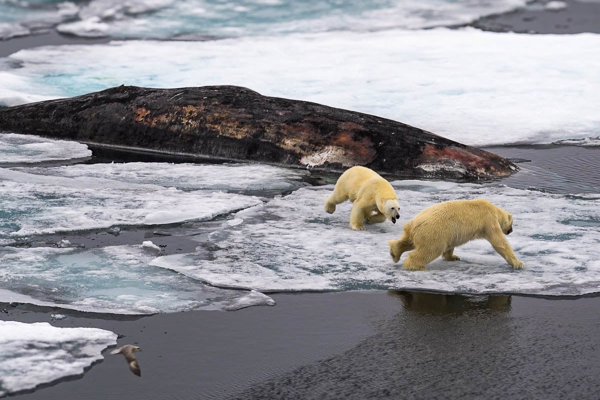 Two polar bears fighting on the pack ice with a sperm whale carcass in the background in Svalbard, Norway