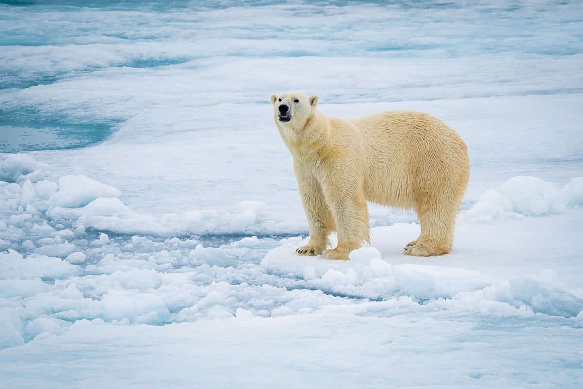 Polar bear in the pack ice in Greenland