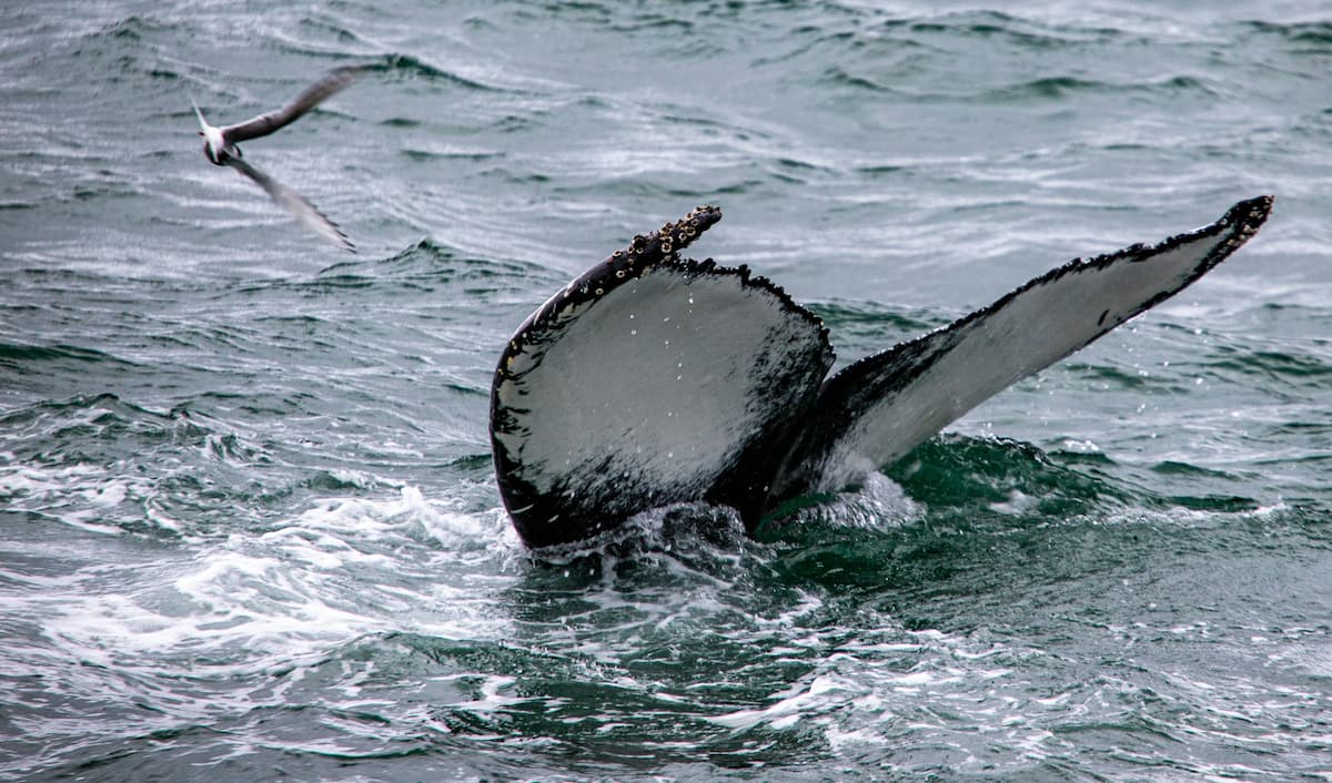 Whale fluke in Iceland