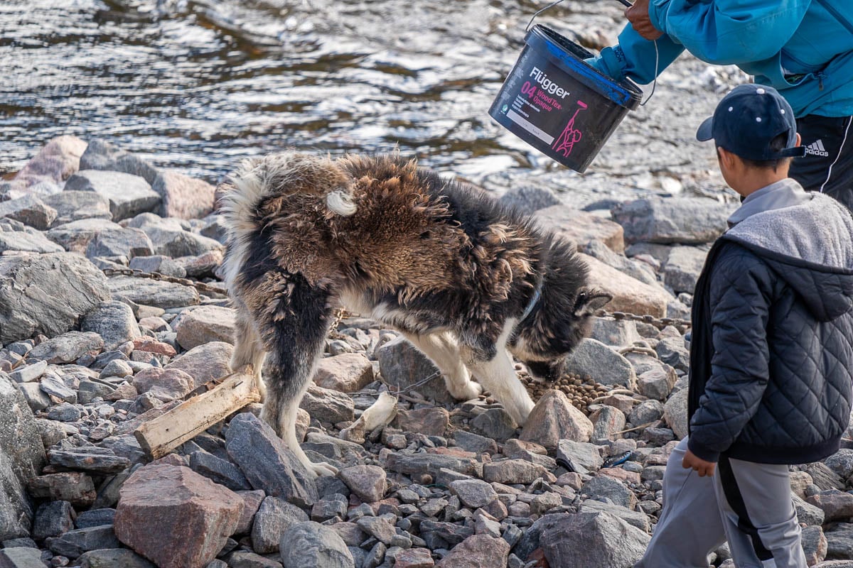 Greenlandic sled dog getting fed next to a stream in Ittoqqortoormiit, Greenland