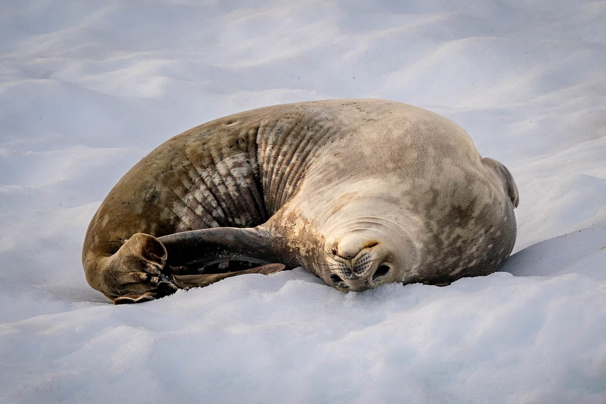 Seal laying on its back on a snowy path in Antarctica