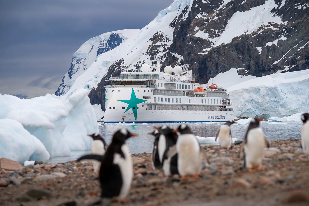 Penguins standing in front of Aurora Expeditions Greg Mortimer ship with a snow-capped mountain in Antarctica