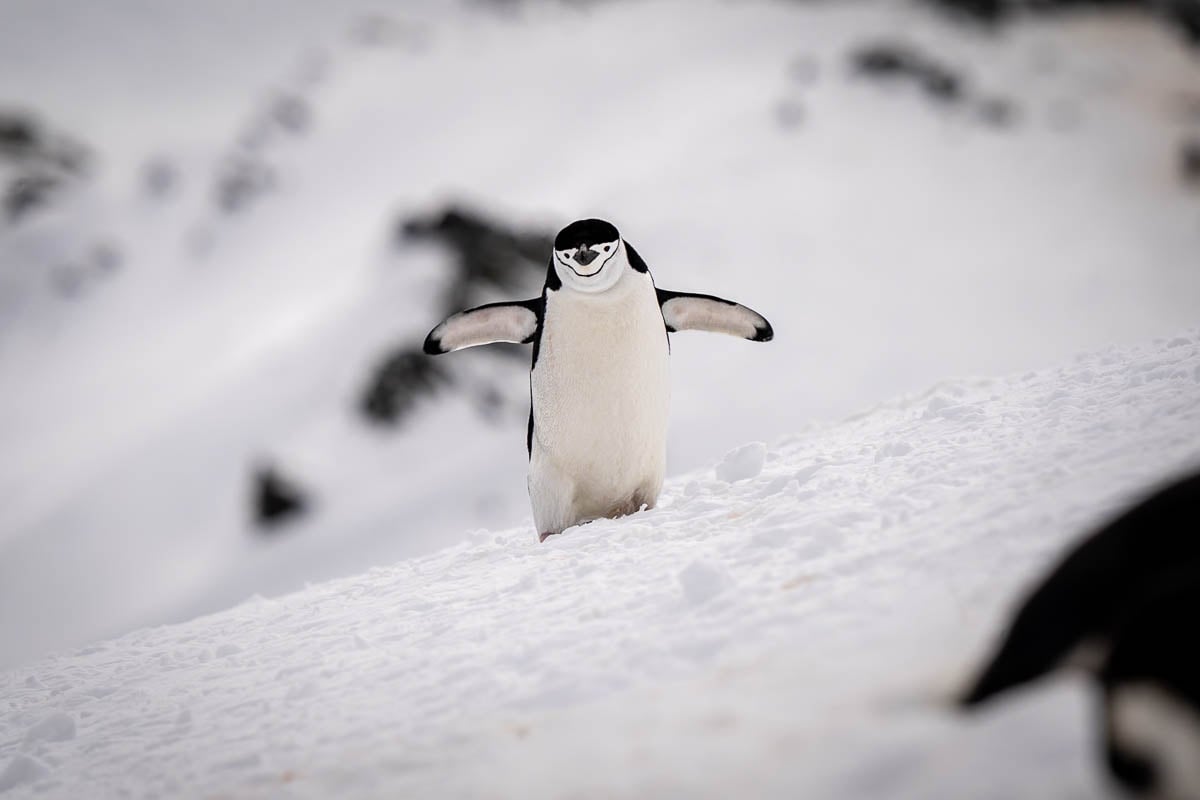 Penguin walking on a snowy ridge with a mountain in the background at Sprightly Island, Antarctica