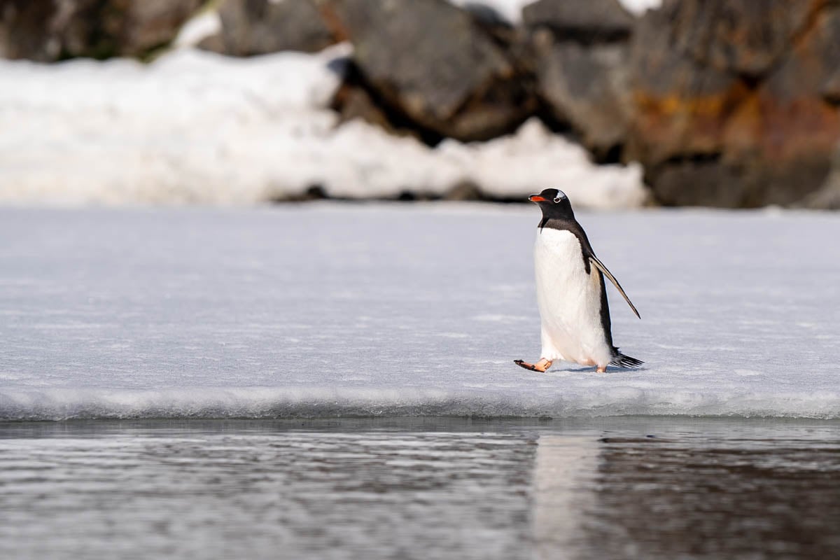 Penguin walking on fast ice with rocky cliffs in the background at Vernadsky Station in Antarctica