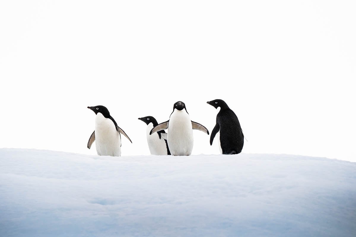 Adelie penguins standing on an iceberg at Spert Island in Antarctica