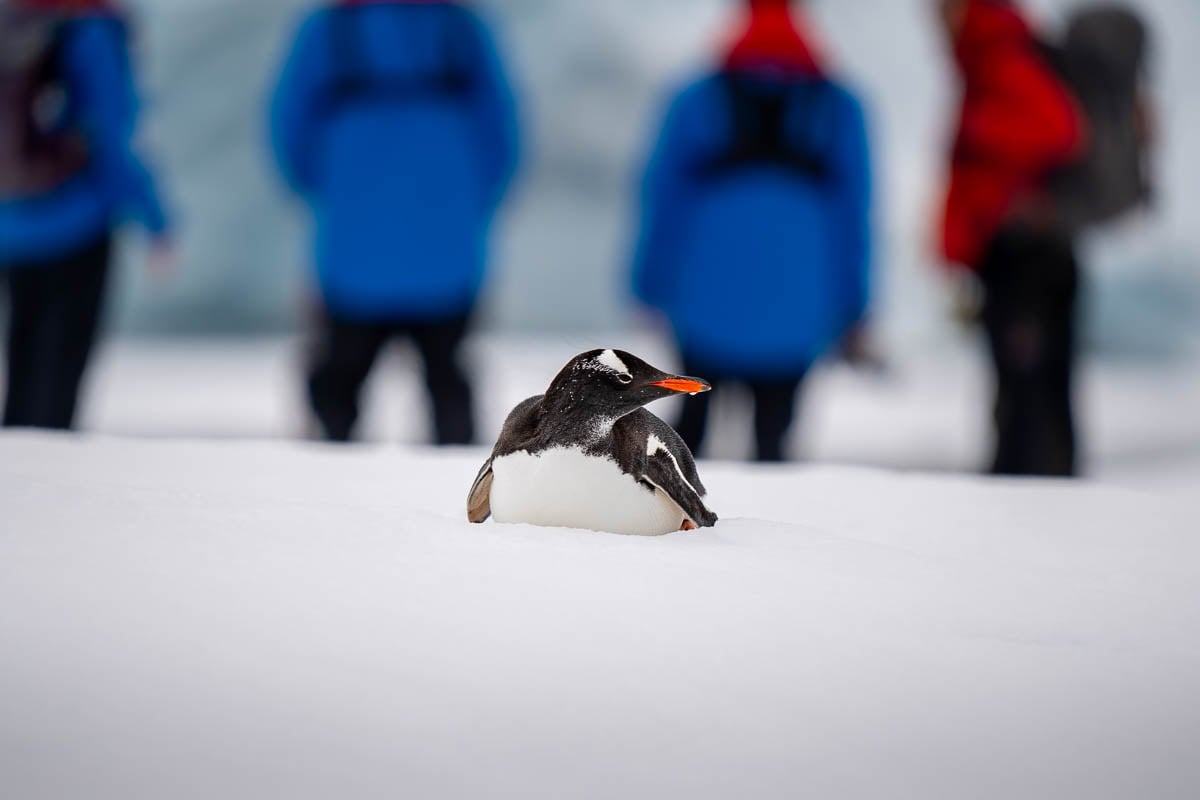 Penguin laying on its tummy with passengers in the background at Portal Point, Antarctica