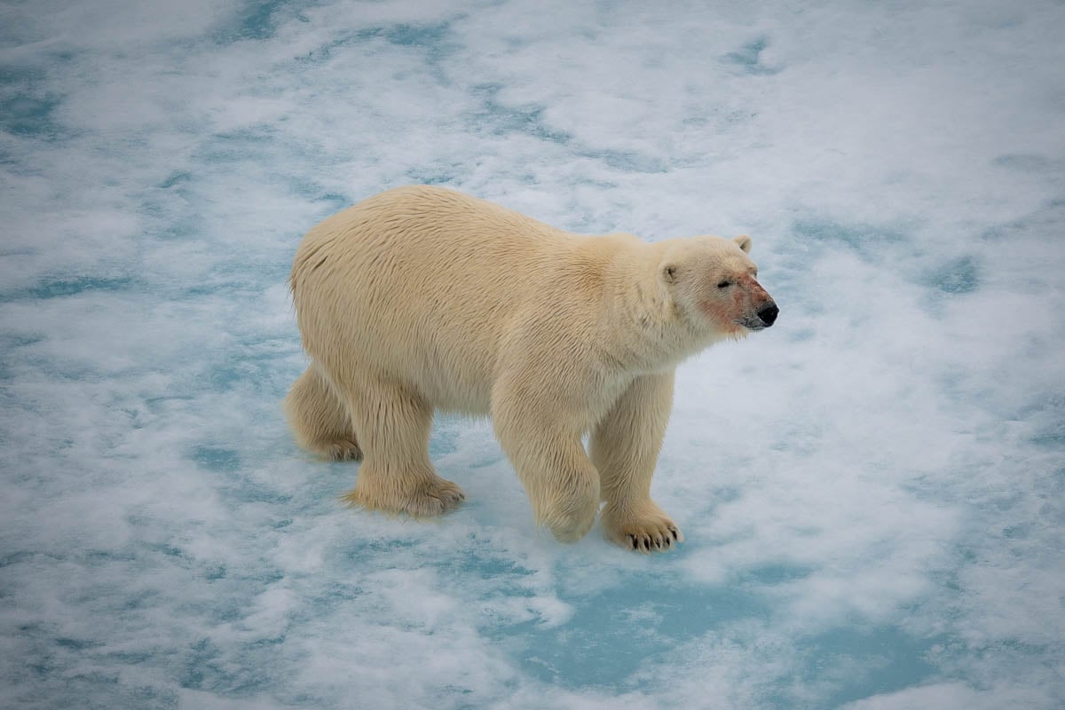 Polar bear walking on sea ice north of Svalbard, Norway