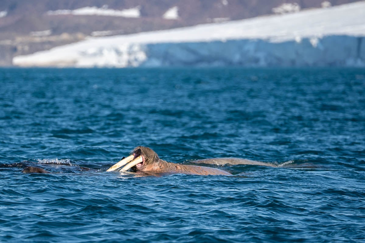 Walrus opening its mouth while in the water in Svalbard, Norway