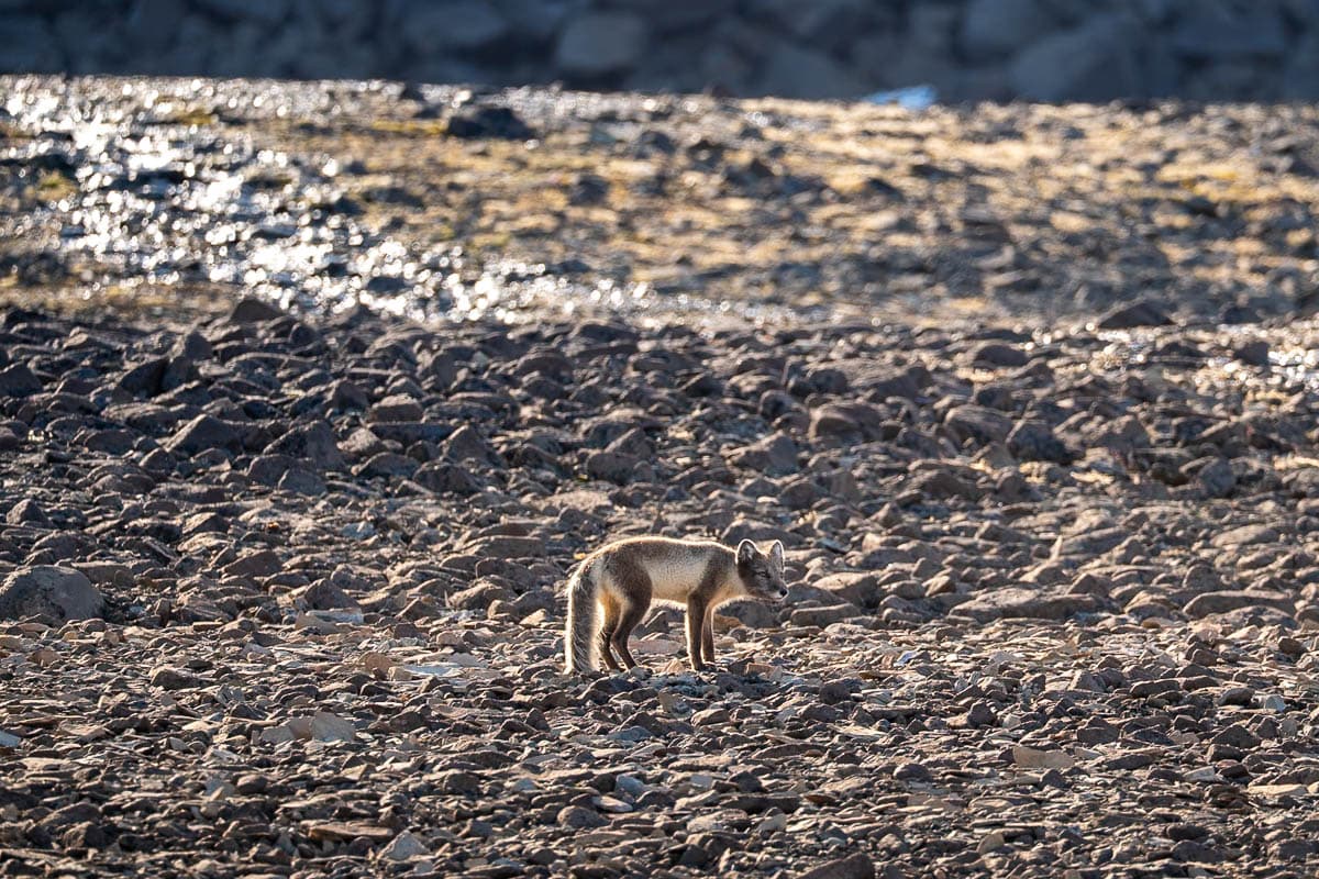 Arctic fox standing on a rocky slope in Svalbard, Norway