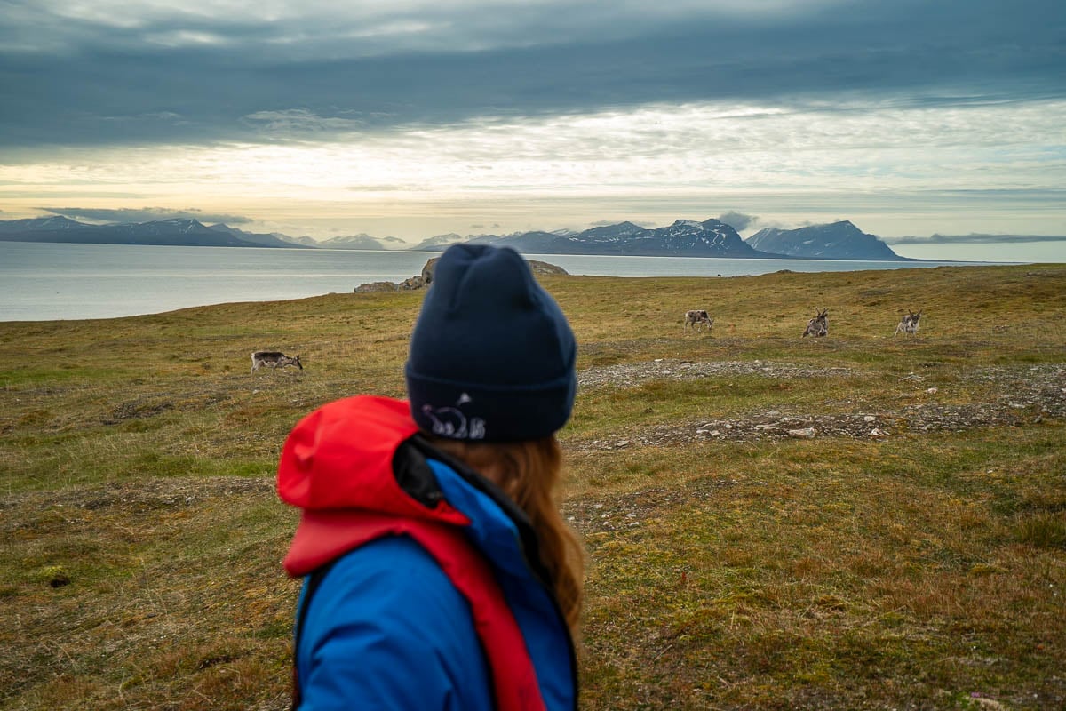 Woman looks at four reindeer grazing on a slope in front of an ocean with mountains in the background in Svalbard, Norway