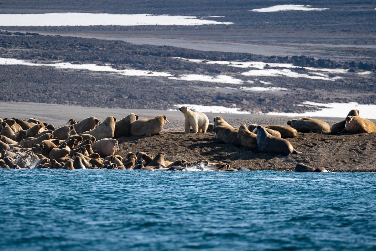 Polar bear walking through a group of walruses on a beach with snowy mountains in the background in Svalbard, Norway 
