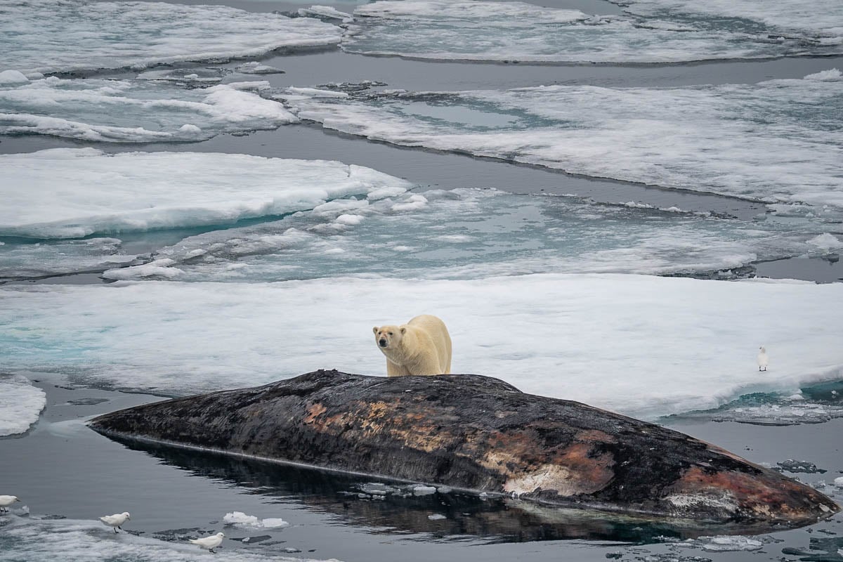 Polar bear standing by the carcass of a sperm whale in pack ice near Svalbard, Norway