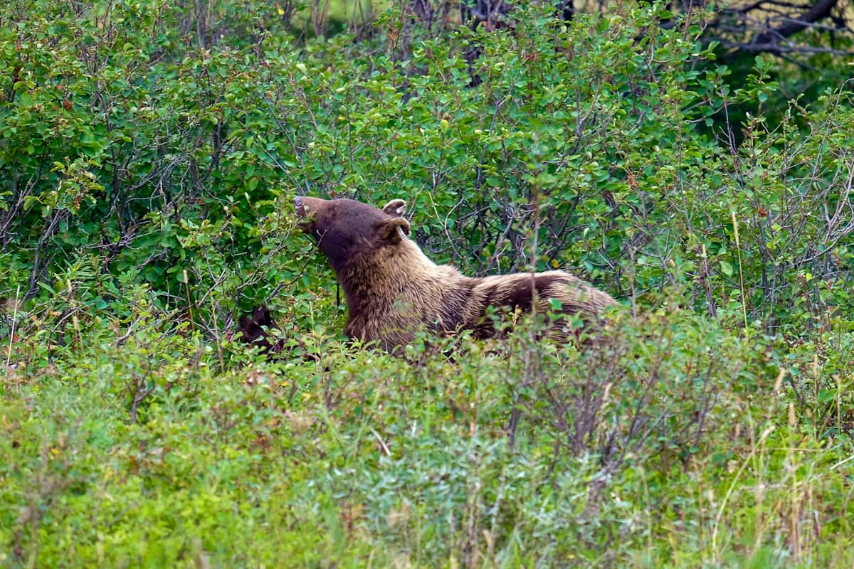 Grizzly bear in dense brush in Glacier National Park
