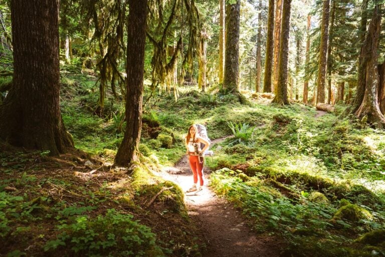 Hikes in the Olympic National Forest