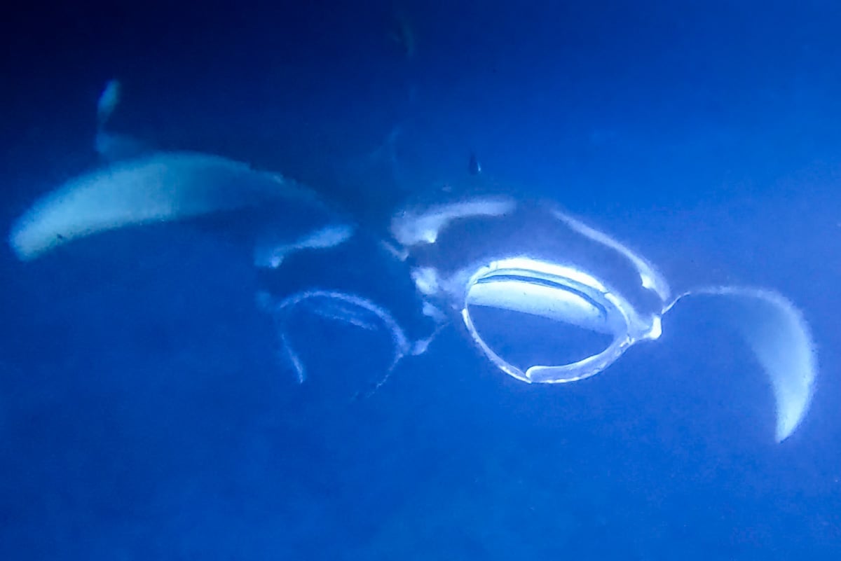 Two manta rays seen on a snorkeling tour at Manta Ray Village on the Big Island of Hawaii