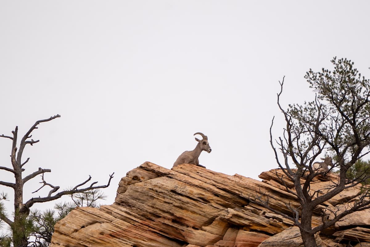 Big horn sheep on a rocky outcropping along the Pine Creek Narrows along the Canyon Overlook Trail in Zion National Park