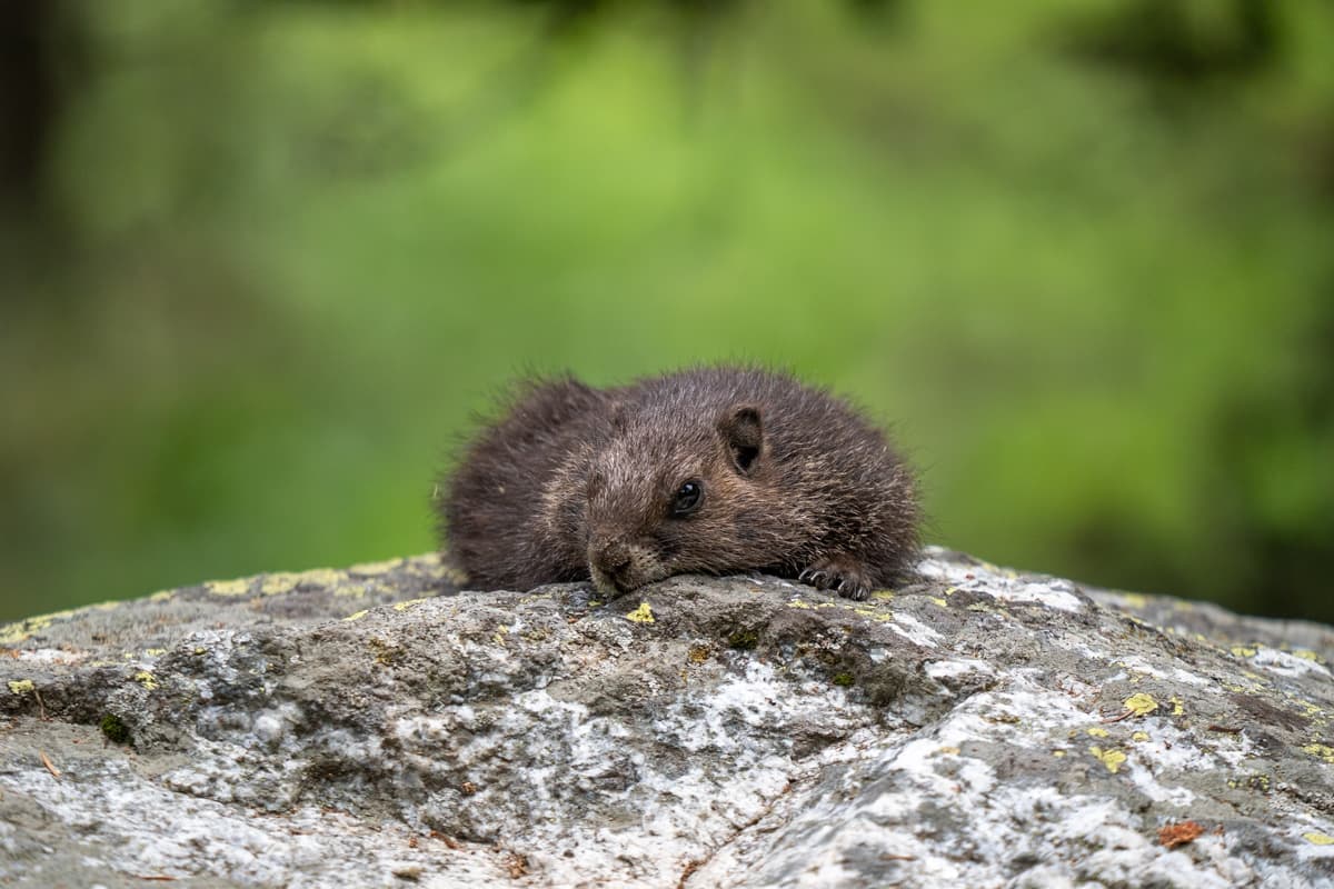 Marmot laying on top of a rock along the Cascade Canyon Trail in Grand Teton National Park in Wyoming
