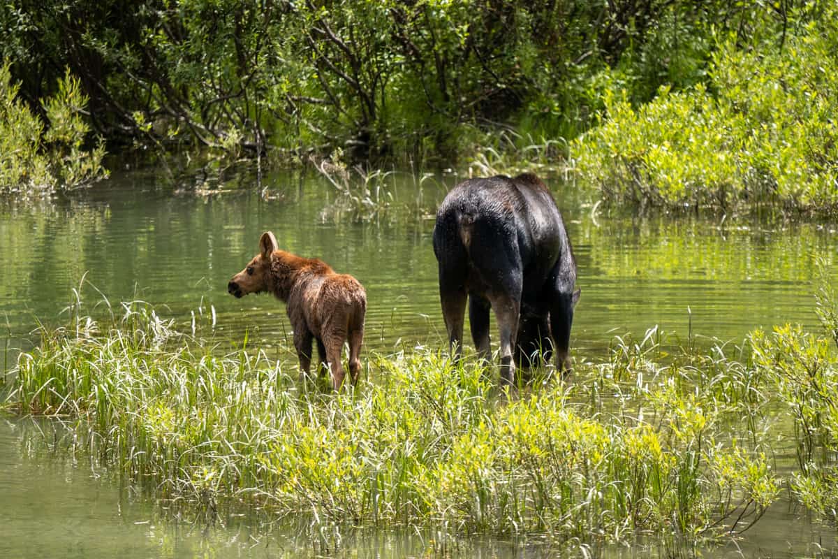 Mother moose and her calf eating shrubs while standing in Cascade Creek along the Cascade Canyon Trail in Grand Teton National Park in Wyoming