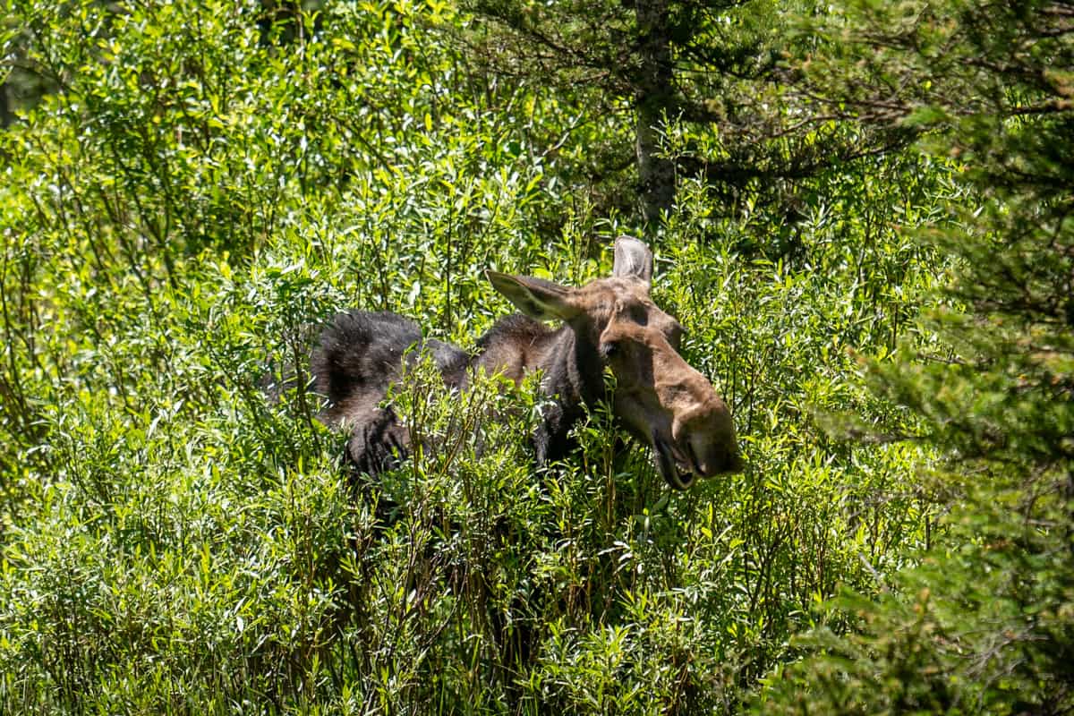 Moose eating shrubs along the Cascade Canyon Trail in Grand Teton National Park in Wyoming