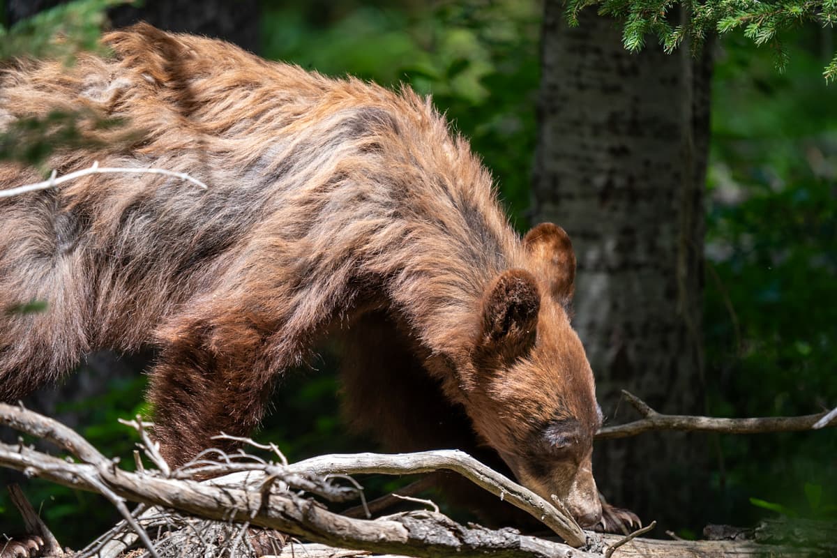 Black bear walking on a fallen log along the Cascade Canyon Trail in Grand Teton National Park in Wyoming