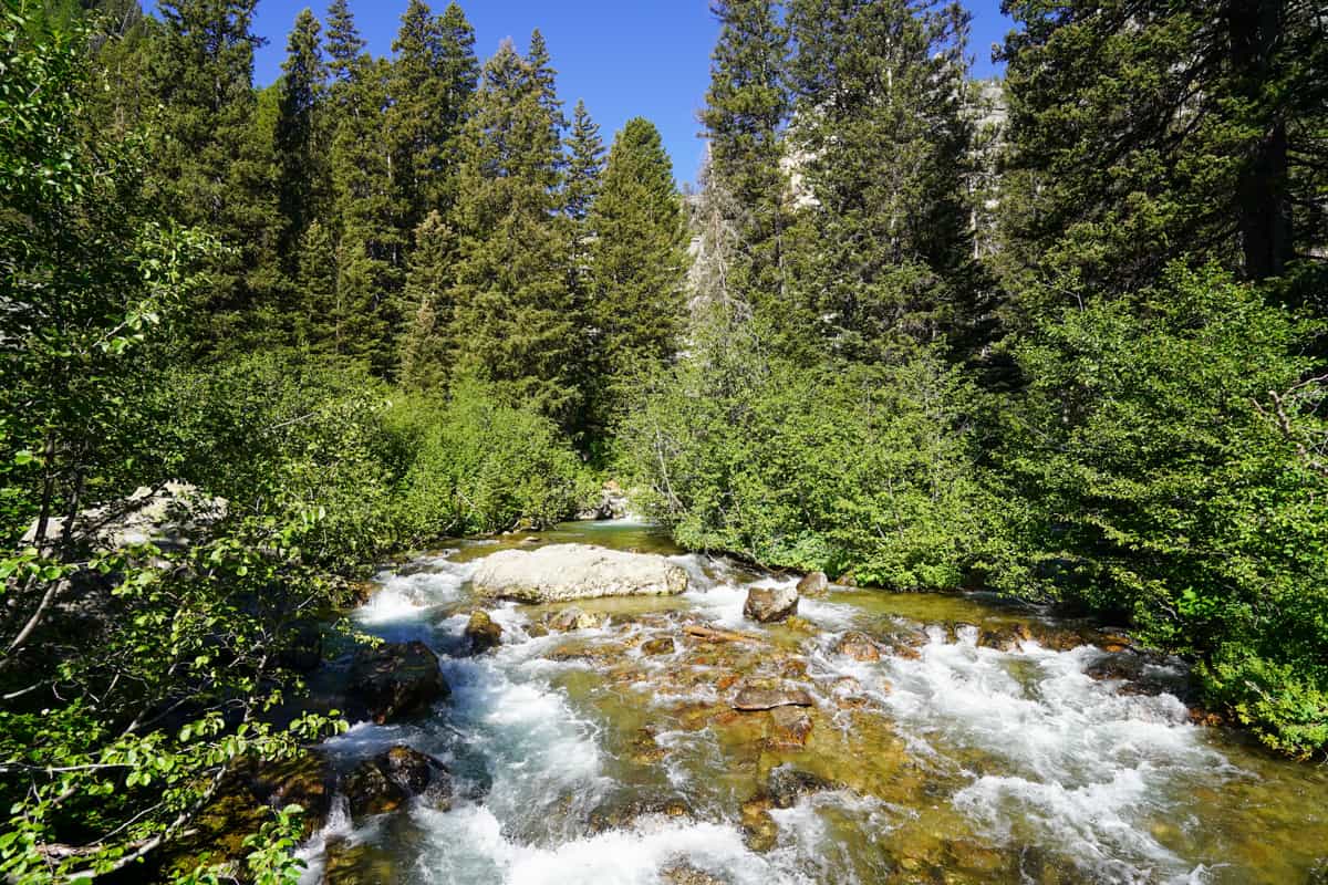 Cascade Creek surrounded by pine trees along the Cascade Canyon Trail in Grand Teton National Park in Wyoming