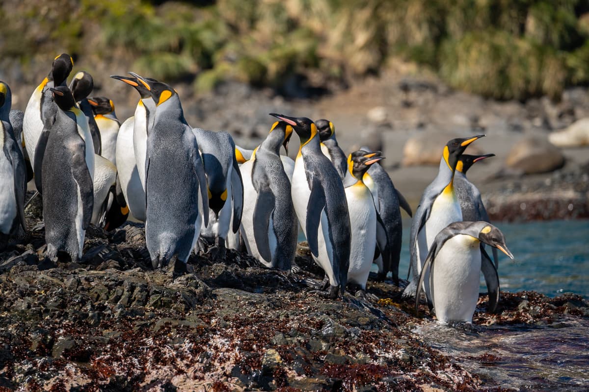King penguins standing on top of a rocky outcropping in South Georgia