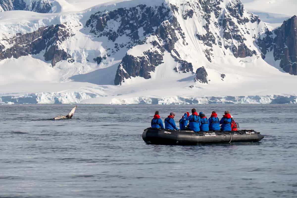 People sitting in a Zodiac boat with diving humpback whale in the background on an Antarctica cruise