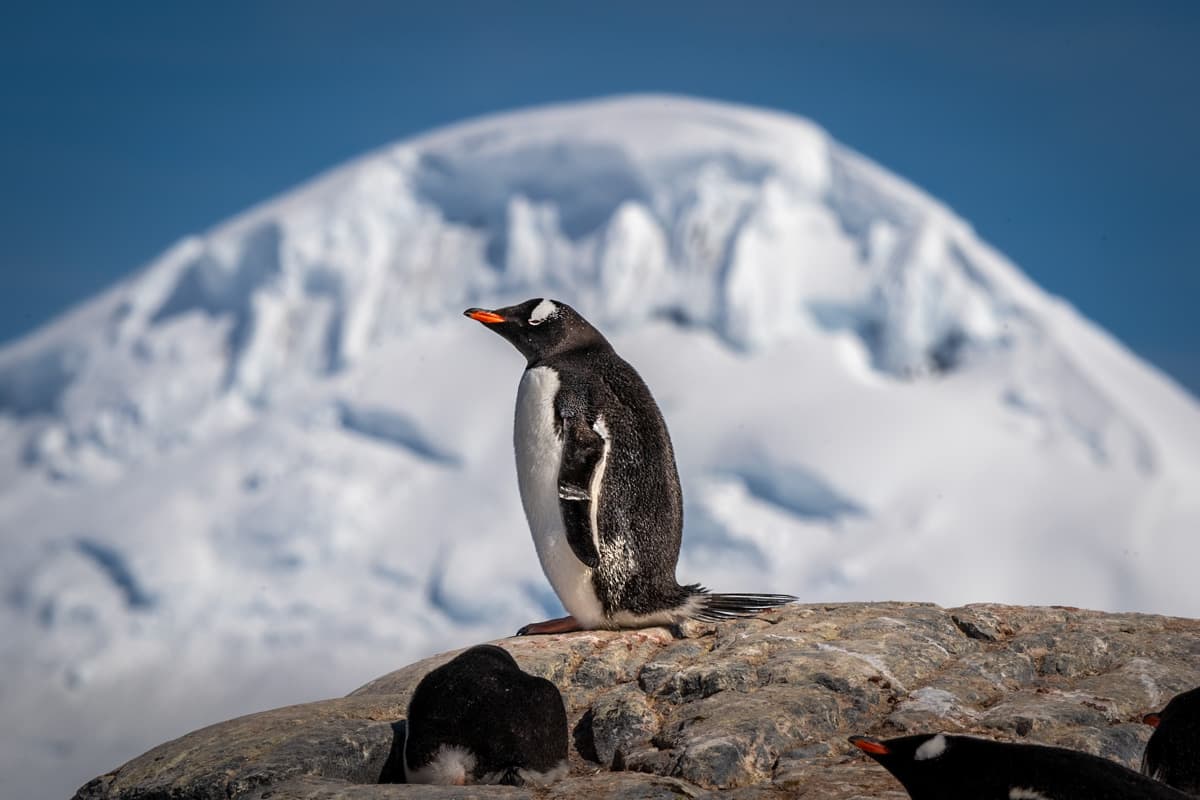 Penguin standing on top of a rock with a snow-covered mountain in the background in Antarctica