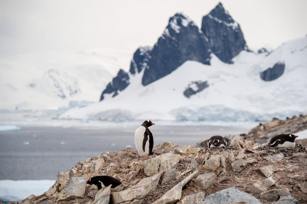 Penguins sitting on top of a rocky outcropping with snowy mountains in the background in Antarctica