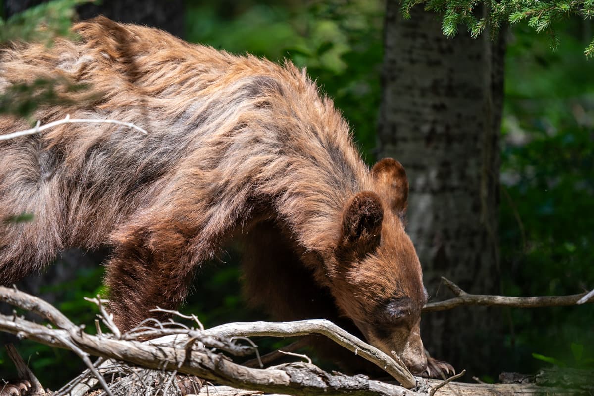 Brown bear walking on a log in Grand Teton National Park in Wyoming