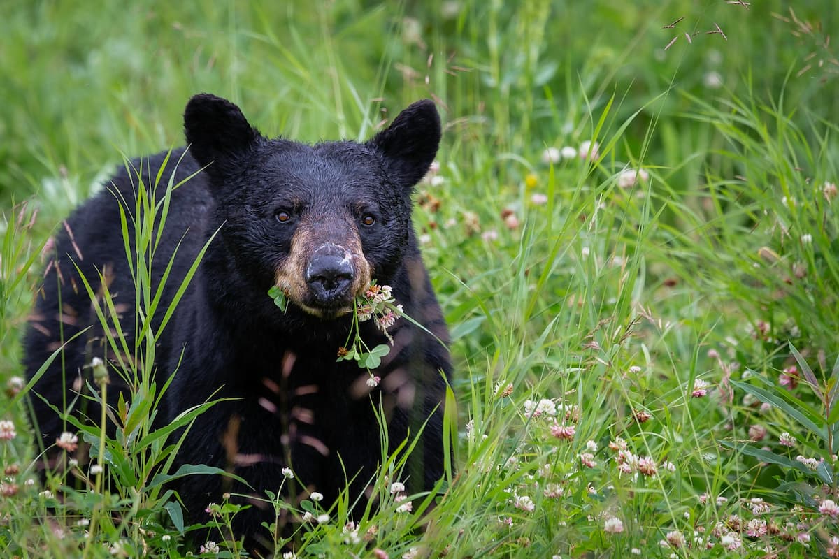 Black bear chewing on wild flowers