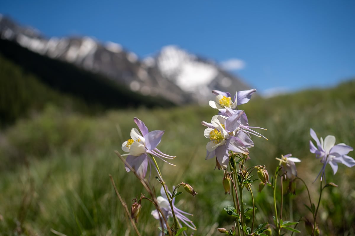 Purple wildflowers with snowcapped mountains in the background along the Conundrum Hot Springs Trail in Maroon Bells-Snowmass Wilderness in Aspen, Colorado