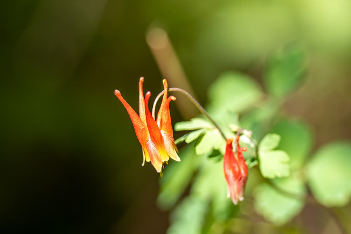 Red wildflowers along the Conundrum Hot Springs Trail in Maroon Bells-Snowmass Wilderness in Aspen, Colorado