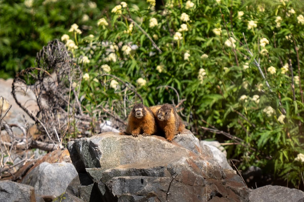 Two marmots sitting on a rock with wildflowers in the background along the Conundrum Hot Springs Trail in Maroon Bells-Snowmass Wilderness in Aspen, Colorado