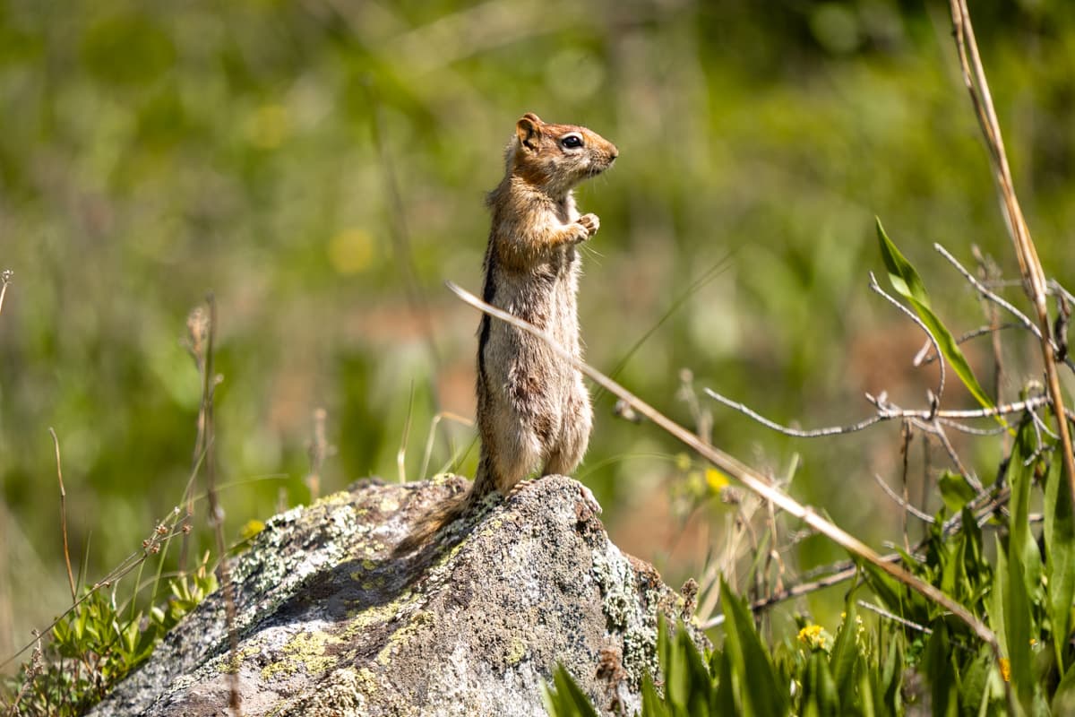 Ground squirrel standing on a rock along the Conundrum Hot Springs Trail in Maroon Bells-Snowmass Wilderness in Aspen, Colorado