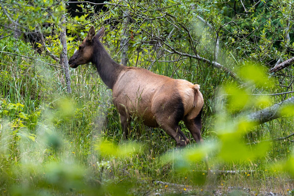 Roosevelt elk along the Fern Canyon trail