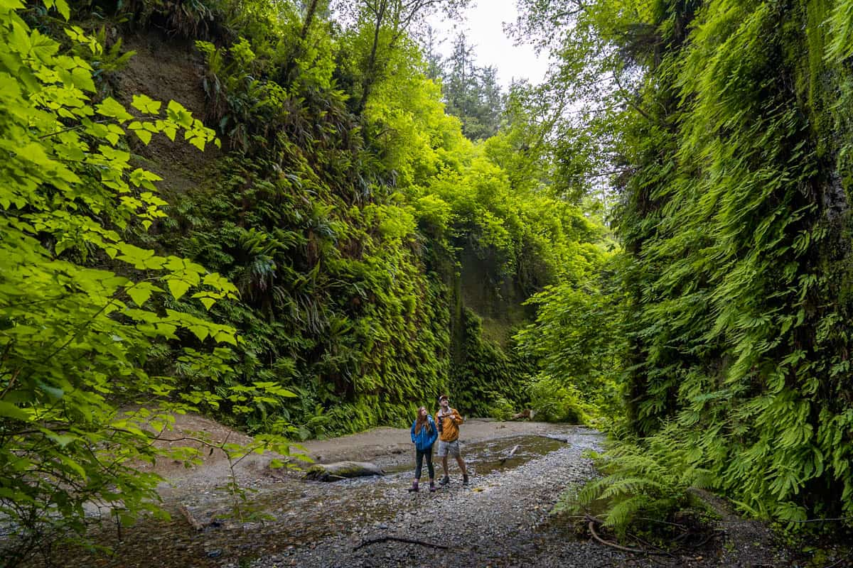 Couple walking through the Fern Canyon trail in Redwoods National and State Park