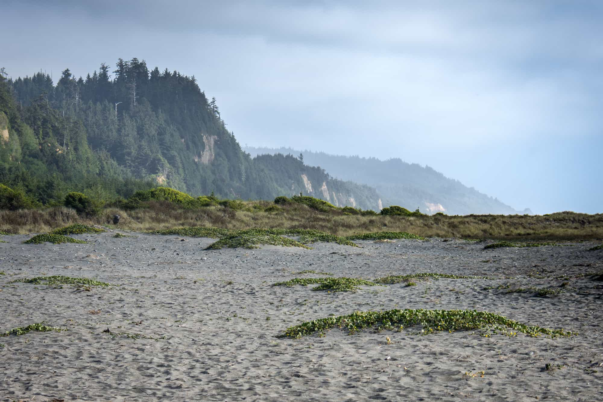 Gold Bluffs beach in the Redwoods National and State Park