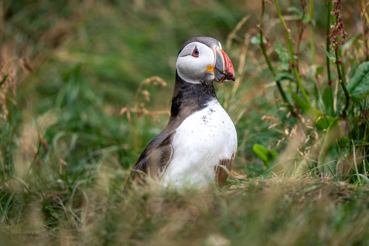 Puffin sitting on a grassy hill on Vigur Island in the Westfjords of Iceland