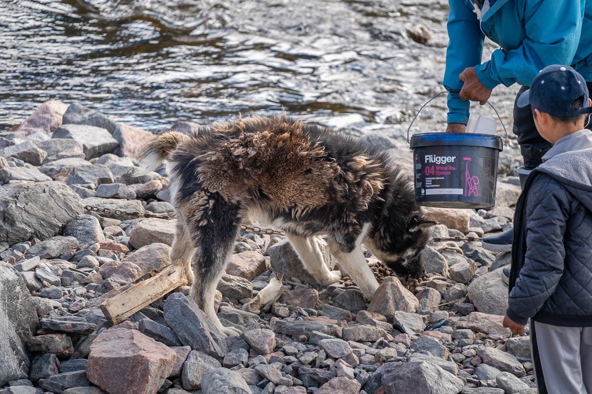 Man and child feeding sled dog husky in Ittoqqortoormiit in Northeastern Greenland