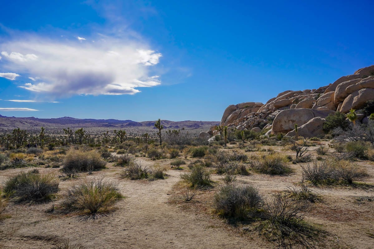 Joshua trees with monzogranite boulders with mountains in the background along the Hidden Valley Trail in Joshua Tree National Park, California