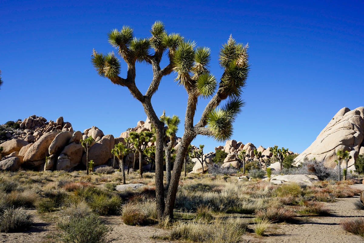 Joshua tree with monzogranite boulders in the background along the Hidden Valley Trail in Joshua Tree National Park, California
