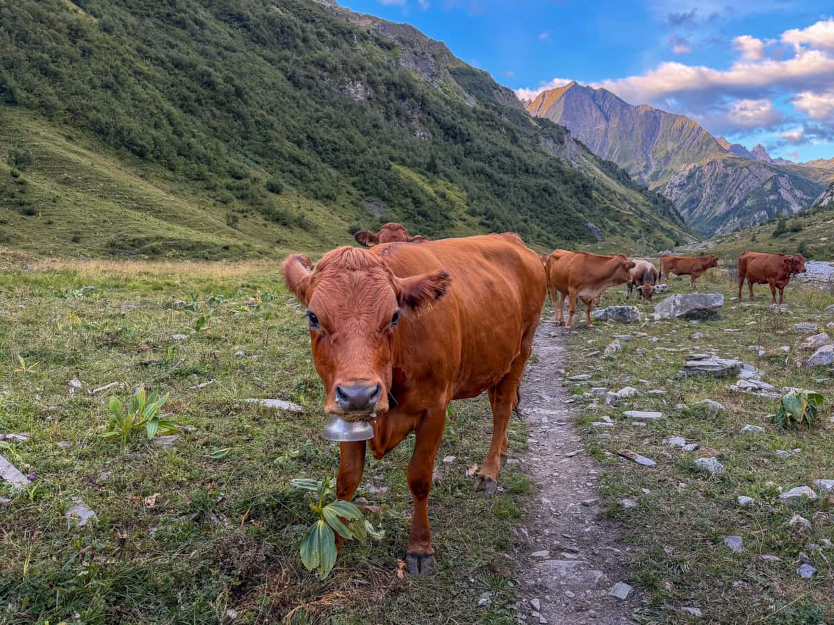 Cow with a cowbell with the French Alps in the background near Les Chapieux, France along the Tour du Mont Blanc