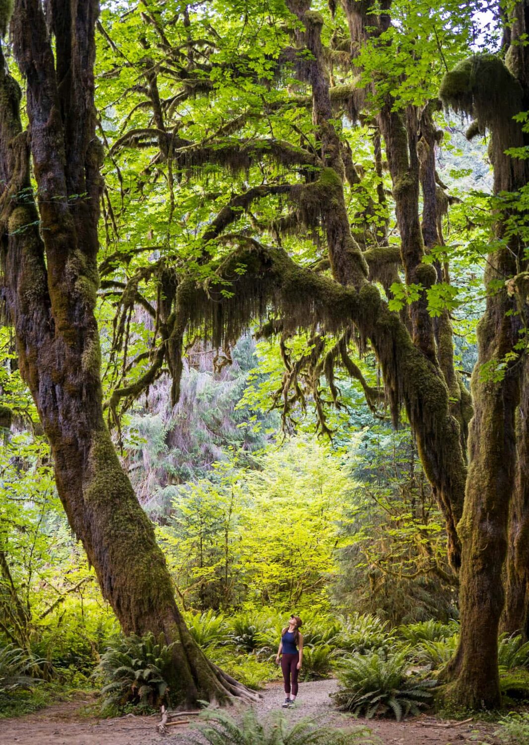 3 Incredible Hoh Rainforest Hikes In Olympic National Park Uprooted 3 Incredible Hoh Rainforest Hikes In Olympic National Park Uprooted
