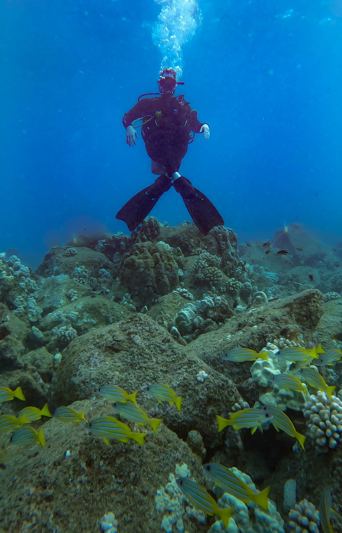 Kauai Scuba Diving Everything You Need to Know Uprooted Traveler