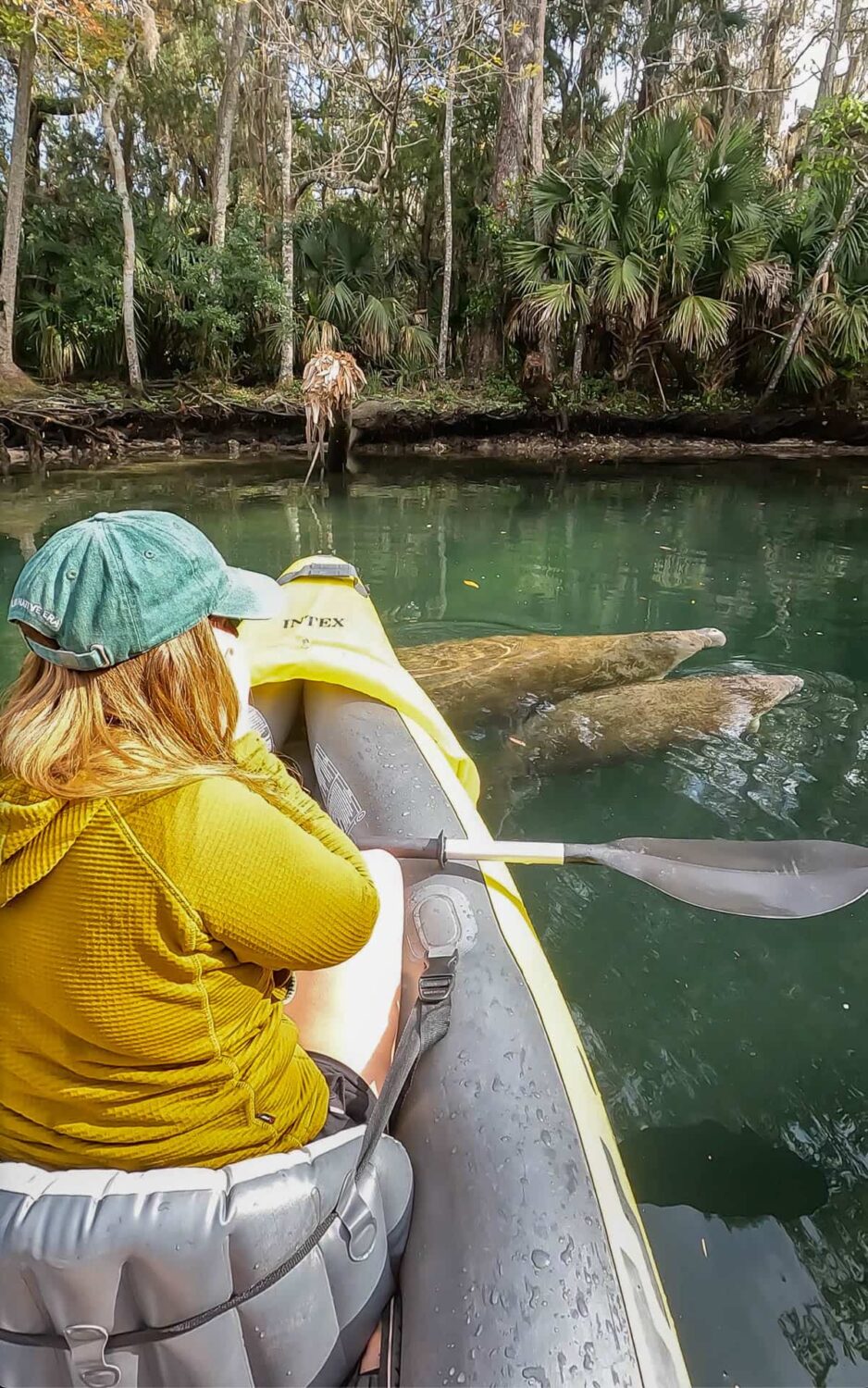 10 Best Places for Kayaking with Manatees in Florida - Uprooted Traveler