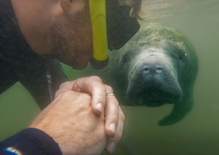 10 Best Places for Kayaking with Manatees in Florida - Uprooted Traveler